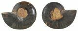 Split Black/Orange Ammonite Pair - Unusual Coloration #55555-1